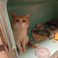 POIS, chat à adopter