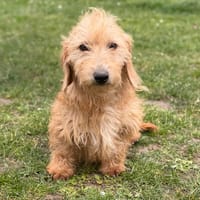 Toupie CAA15014, chienne à adopter