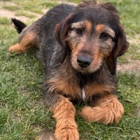 Tempête CAA15008, chienne à adopter