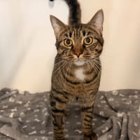 USOPP (réservé), chat à adopter