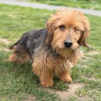 Nelson CAA15007, chien à adopter