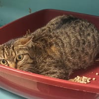 HABE, chatte à adopter