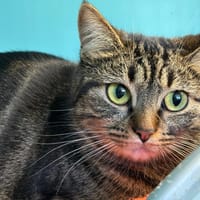 SOUSSOU, chatte à adopter