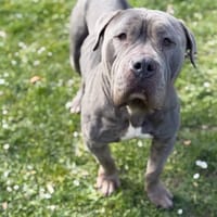 Gina CAA14998, chienne à adopter