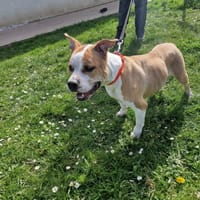 ALYA PAA24176, chienne à adopter