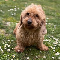 Nenette CAA15016, chienne à adopter