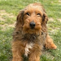 Tina CAA15011, chienne à adopter