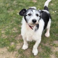 Nanar CAA15006, chien à adopter