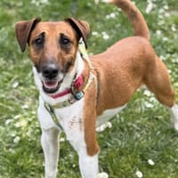 Tyler CAA14999, chien à adopter