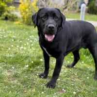 Uriah CAA14997, chienne à adopter