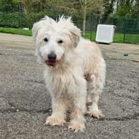 jasko, chien à adopter