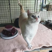 Nioky, chat à adopter