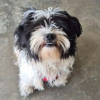 EXPRESSO QCN, chien à adopter