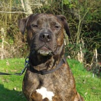 OAA19946 NESTOR, chien à adopter