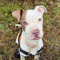 COSETTE, chienne à adopter