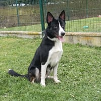 LOUCKY, chien à adopter