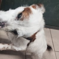 SOUR, chien à adopter