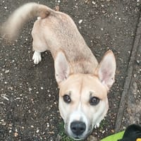 SURYA (réservée), chienne à adopter