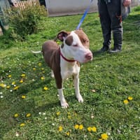 DROGO PAA24179, chien à adopter