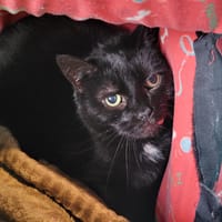 YOUNA, chatte à adopter