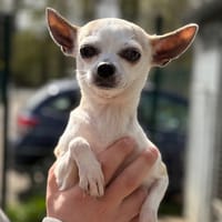 Comette CAA15004, chienne à adopter