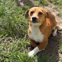 Jason CAA15002, chien à adopter