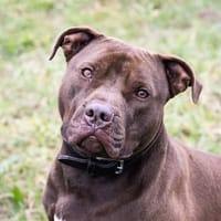 GUCCI, chien à adopter