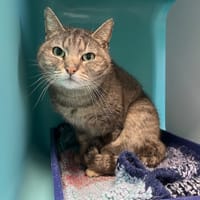 CINDI, chatte à adopter