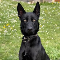 Midnight CAA15001, chienne à adopter