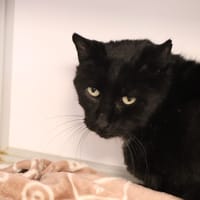 Bidule, chat à adopter