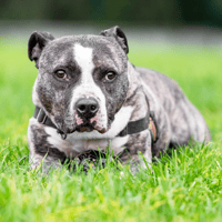 MAX, chien à adopter