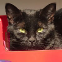 OSCAR, chat à adopter