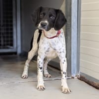 TARTINE, chienne à adopter