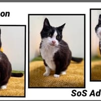 BONBON, chat à adopter