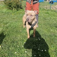 EDMOND PAA24178, chien à adopter