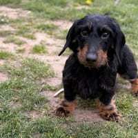 Ulo CAA15012, chien à adopter