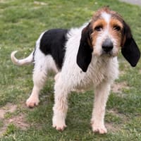 Sagesse CAA15009, chienne à adopter