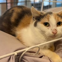 PERLE, chatte à adopter