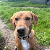 Mathilda, chienne à adopter