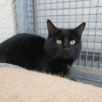 ZORRO, chat à adopter