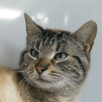 BRUME réservée, chatte à adopter