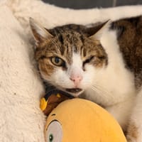 NOUGAT (réservé), chat à adopter
