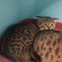 AKK, chat à adopter