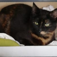 SHEVA, chatte à adopter