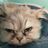 UNZO C, chat à adopter