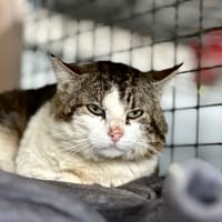 Touny [FIV+], chat à adopter
