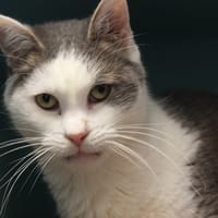 FLOCON, chat à adopter