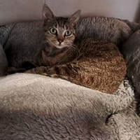 SYLA, chatte à adopter