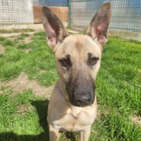 LANA (promis), chienne à adopter