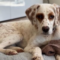 AUGUSTE, chien à adopter